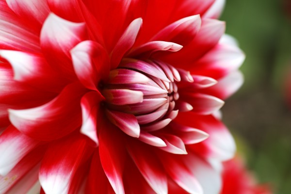 Dahlia Flower Red With White  by Joy Watson